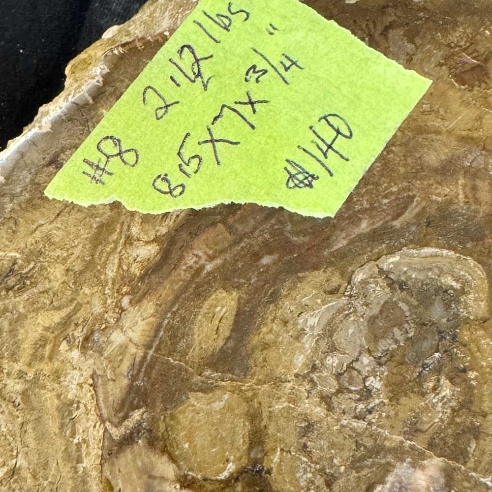 Petrified wood 🪵 slab from Madagascar